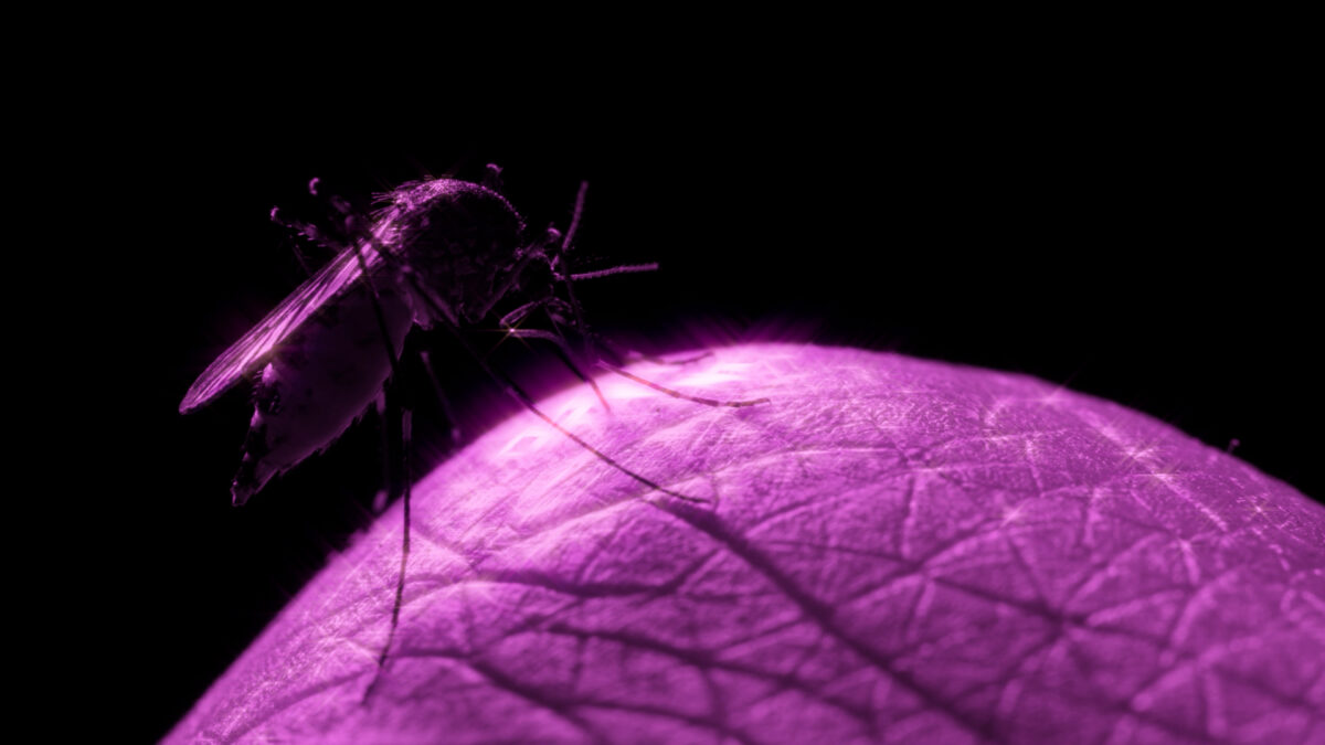 a round wrinkled shape, close up of the body, with a mosquito perched on top against a black background
